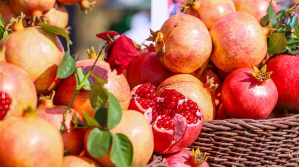 Pomegranate